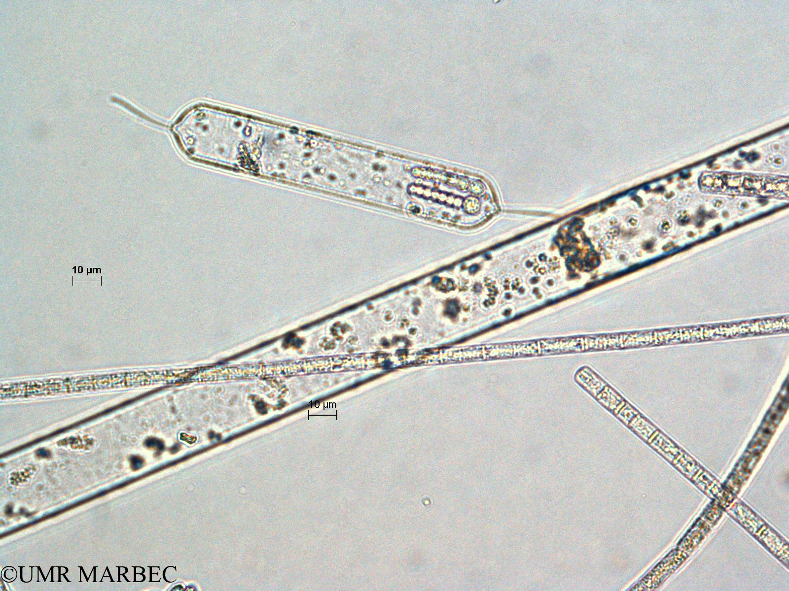 phyto/Scattered_Islands/all/COMMA April 2011/Rhizosolenia cylindrus (ancien G. sp1 cf cylindrus -1)(copy).jpg